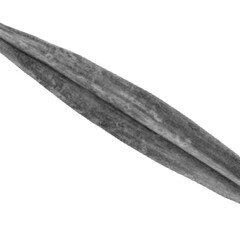 Obraz premium Retro Halftone Engraving of a Bamboo Leaf Top Perspective, Slim Linear Shape Depicted with Dense Dot Pattern, Vintage Botanical Illustration on Black