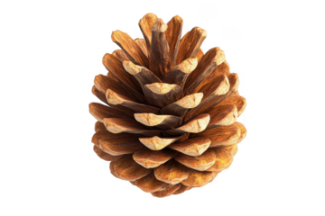 Detailed macro shot of a single brown pine cone with layered scales isolated on transparent background