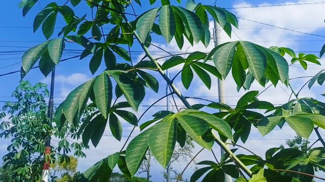 Close-up of cassava leaves swaying in the wind. 4K video