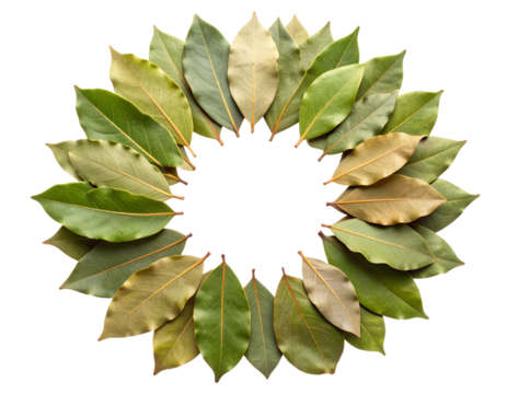 Bay Leaves Arranged in Circular Wreath Shape, Top-Down Botanical Layout, Transparent Background