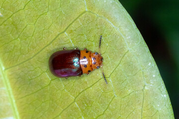 Red and Orange Beetle Resting on a Leaf