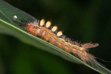 Side View of a Brightly Colored Caterpillar on Leaf