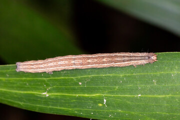 Closeup of a Long, Slender Caterpillar