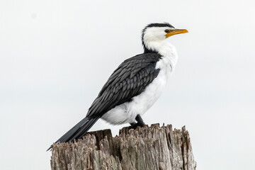 Little Pied Cormorant Perched on Weathered Timber Pylon