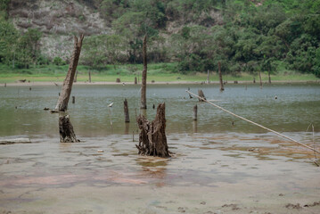 Tree stumps protruding after water recedes