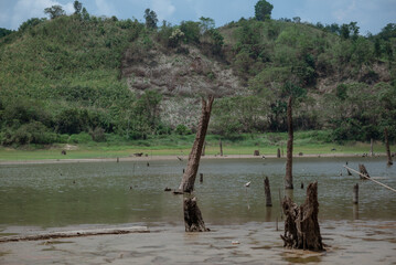 Tree stumps protruding after water recedes