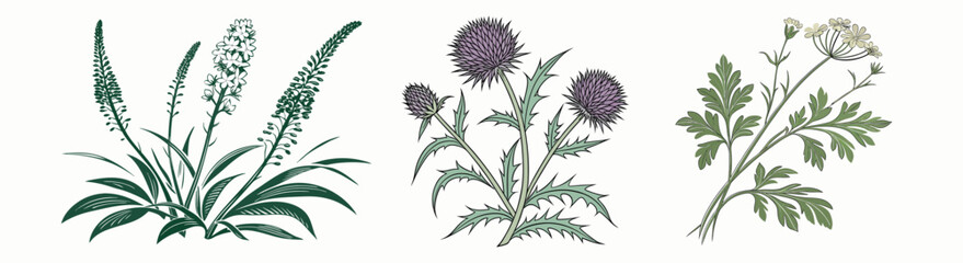 Naklejka premium Botanical plants drawing, floral herbs and wildflower set vector illustration 