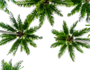 Low angle view of tropical palm tree tops with lush green fronds