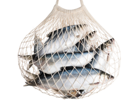 A close-up view of fresh silvery fish caught in a traditional mesh string bag, evoking sustainable fishing practices and fresh seafood.