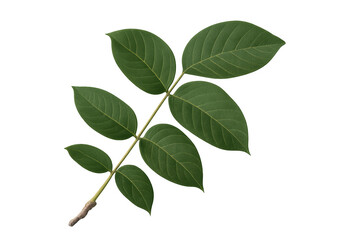 Vibrant green leaves thriving on a branch, isolated on a transparent background, perfect for nature-themed projects