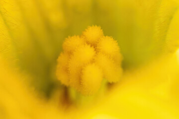 stamens and pistil of a yellow zucchini flower