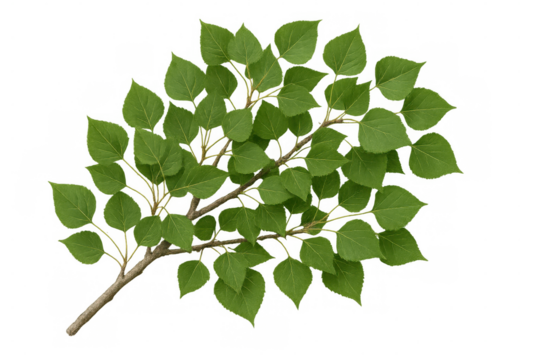 Green poplar branch displaying fresh leaves, showcasing natural foliage against transparent backdrop