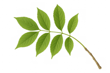 Green pinnately compound leaves spreading across slender branch, revealing intricate botanical structure with vivid verdant coloration