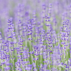 Lavender flowers blooming in the field. Soft focus