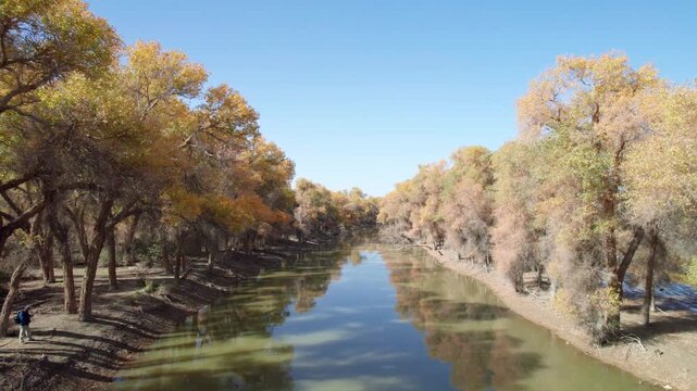 Drone view of golden populus euphratica forest in Gobi desert on sunny autumn day in Tarim Poplar Forest park, Taklamakan Desert, Xinjiang, China, 4k real time high angle view footage, travel concept.