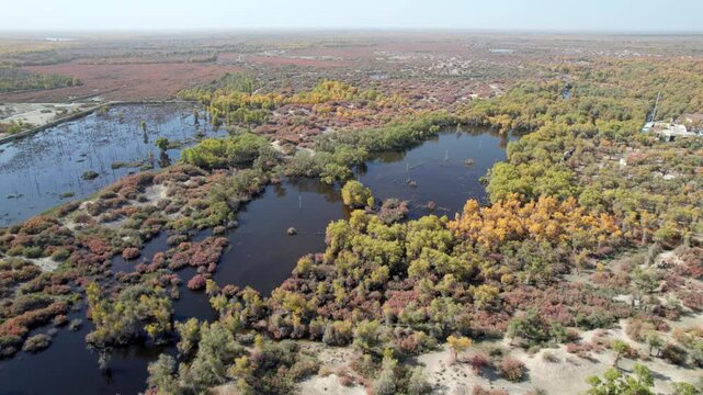 Drone view of golden populus euphratica forest in Gobi desert on sunny autumn day in Tarim Poplar Forest park, Taklamakan Desert, Xinjiang, China, 4k real time high angle view footage, travel concept.
