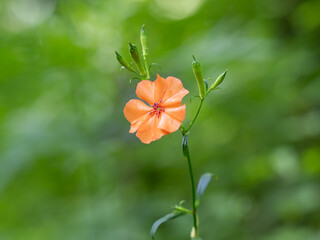 夏に朱色の花をさかせるフシグロセンノウ