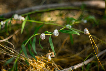 Snails attached to vegetation
