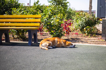 Stray dogs languish in heat in Elista (Kalmykia)