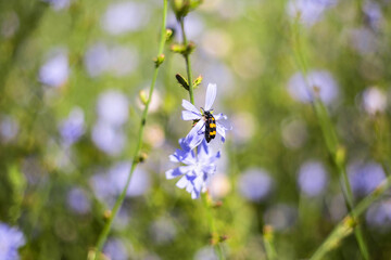 Striped insects pollinate chicory