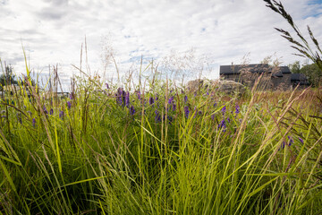 Obraz premium Summer grass flowers in the nordic conutries 