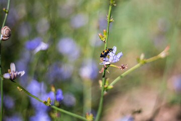 Striped insects pollinate chicory