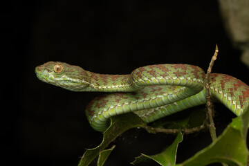 Head portrait of a Kuiburi pit viper 