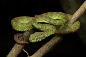 Kuiburi pit viper on a tree branch in a ambush position