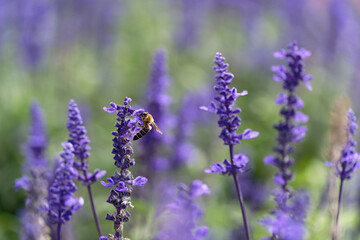 Honey bee on lavender flowers in the garden