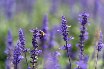 Honey bee on lavender flowers in the garden