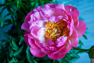 Bright pink large peony flower close-up. Latin name Paeonia. Paeonia 'Coral Charm' . Selective focus