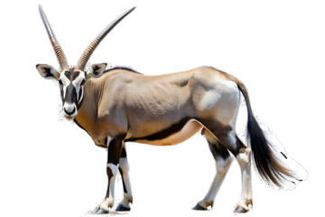      gemsbok oryx isolated on white background PNG, AI GENERATED