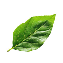 Close-up of a vibrant green leaf