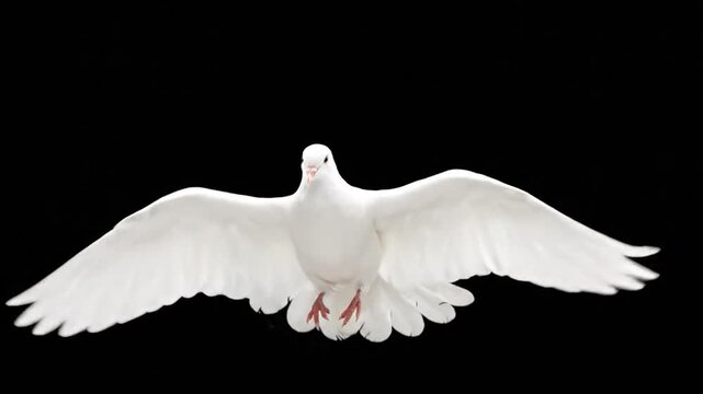 White dove flying on black background
