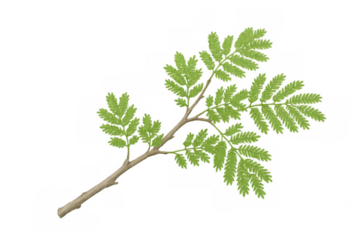 Delicate green leaves thriving on a branch, isolated on a transparent background, ready for seamless integration into any design project