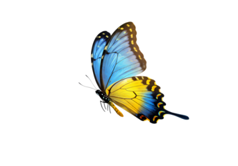 Blue and Yellow Butterfly in Flight