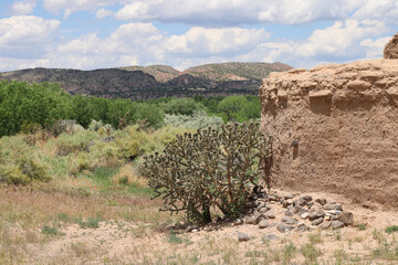 Cholla Cactus Growing Wild at Santa Rosa De Lima Adobe Church Ruins at Abiquiu, New Mexico with...