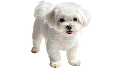 Fluffy White Bichon Frise