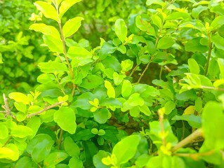 fresh leaves are suitable for bagroun