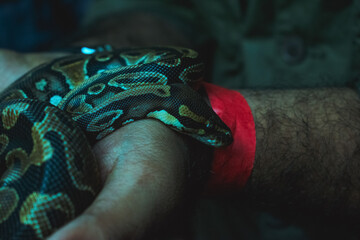 A ball python rests on a man's arm, close-up view emphasizing textures; India setting, moody...