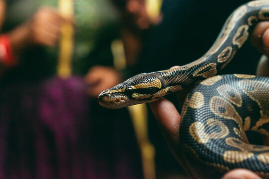 Close-up of a ball python held gently in a hand, blurred background suggesting an Indian setting.