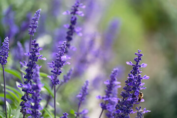Honey bee on lavender flowers in the garden