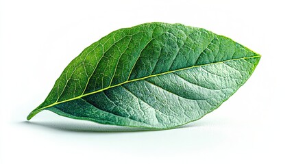 Obraz premium A single green leaf with a smooth texture and visible veins. The leaf is placed on a white background, emphasizing its natural color and details. 