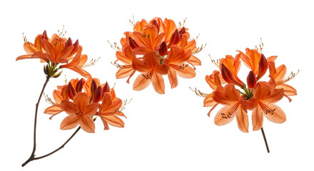 Flamboyant Royal Poinciana Flower Grouping, Vibrant Orange Color, Detailed Petals Texture, Isolated Floral Elements, Decorative Style, Transparent Background