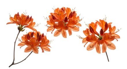 Flamboyant Royal Poinciana Flower Grouping, Vibrant Orange Color, Detailed Petals Texture, Isolated Floral Elements, Decorative Style, Transparent Background