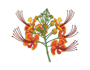 Vibrant Royal Poinciana Flower, Detailed Illustration, Exotic Bloom, Transparent Background