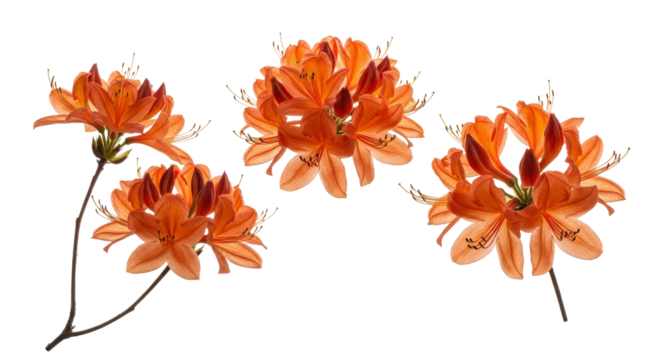 Flamboyant Royal Poinciana Flower Grouping, Vibrant Orange Color, Detailed Petals Texture, Isolated Floral Elements, Decorative Style, Transparent Background
