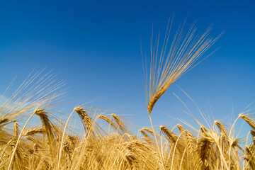 Golden wheat field under clear blue sky showcasing nature's bounty and sustainability efforts....