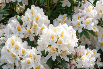 Flowering bush of white rhododendron. Evergreen shrub, garden plants, ornamental flowers