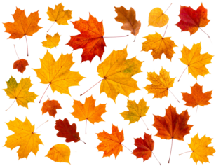 Set of Falling Autumn Leaves in Mid-Air, Realistic Style, transparent background